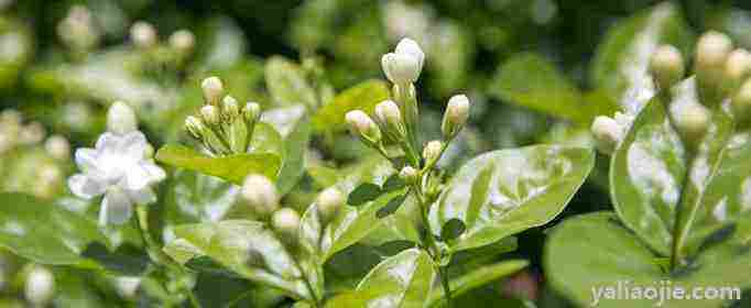 家里为什么不能种茉莉花(家里为什么不能种茉莉栀子花)